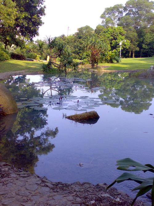 芝麻灰路沿石樹圍石道牙石(圖1)