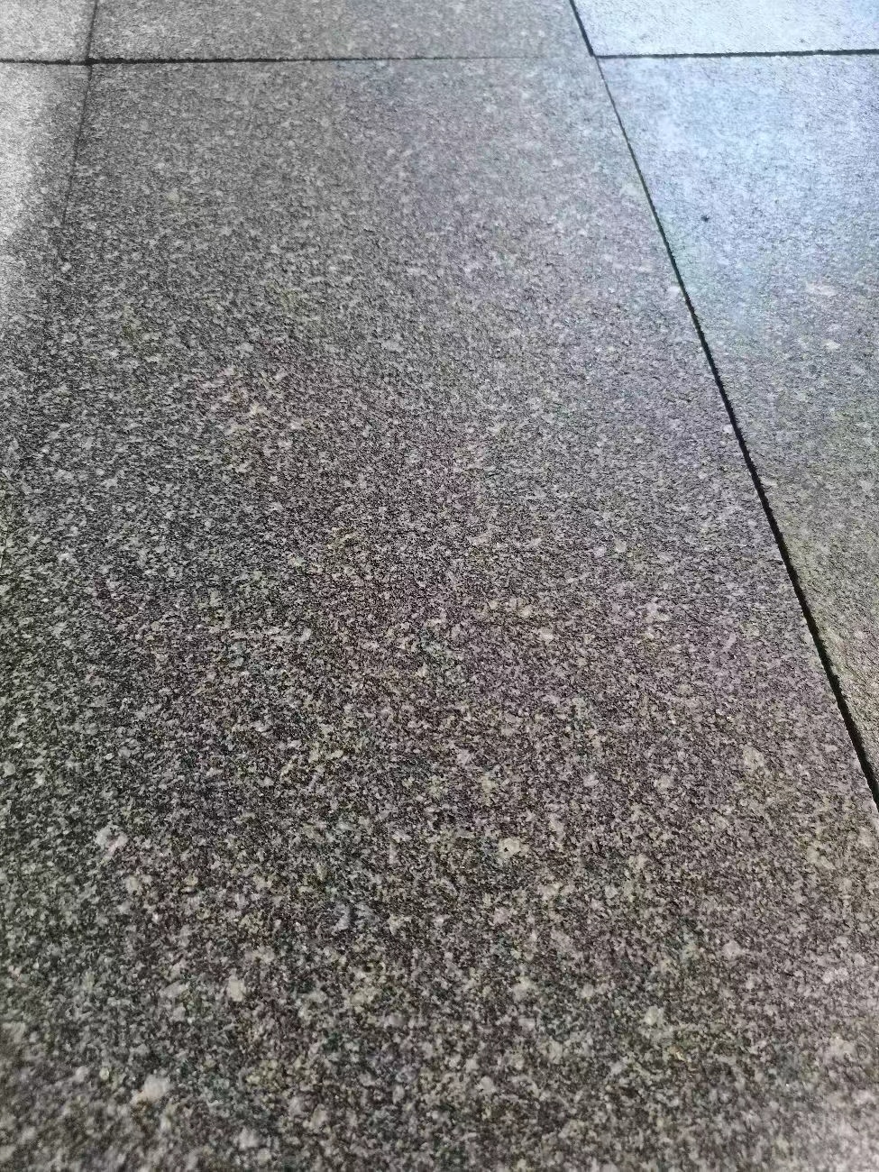 湖南黑麻(圖2)